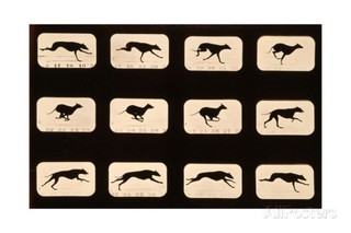 Muybridge 